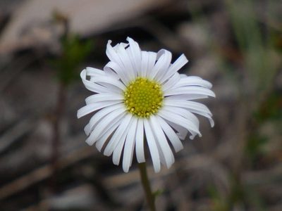 Brachyscome graminea, photographed by Thomas Nataprawira