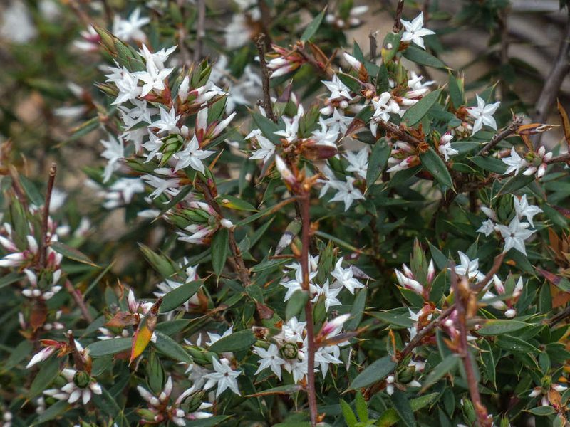 Brachyloma depressum, photographed by Thomas Nataprawira