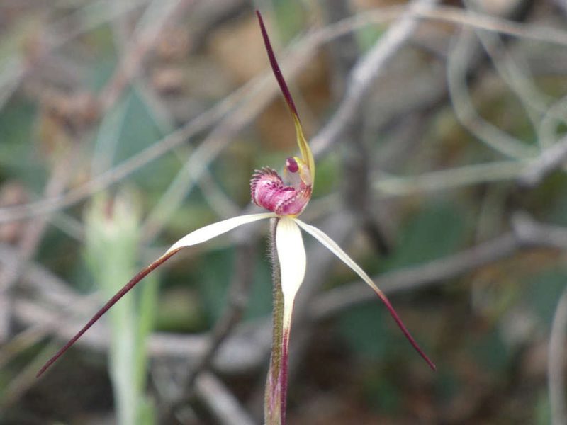 Caladenia grampiana, photographed by Thomas Nataprawira