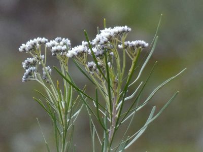Conospermum mitchellii, photographed by Thomas Nataprawira