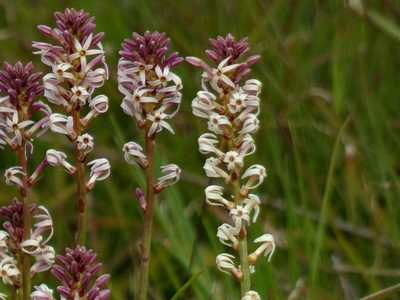 Stackhousia subterranea, photographed by Thomas Nataprawira