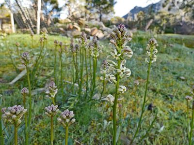 Stackhousia subterranea, photographed by Thomas Nataprawira