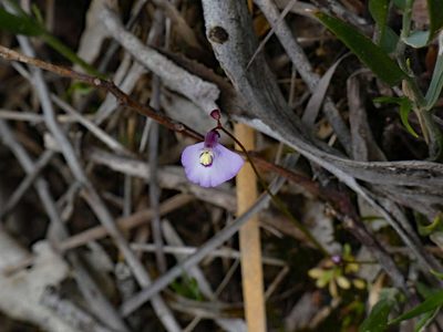 Utricularia grampiana, photographed by Thomas Nataprawira