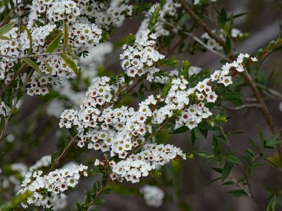 Thryptomene calycina, photographed by Thomas Nataprawira