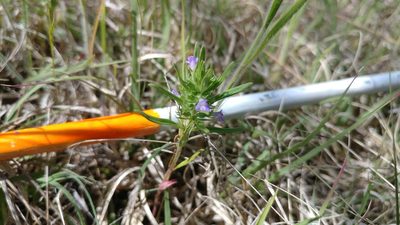 Hedeoma hispida, photographed by Brian Dickerson