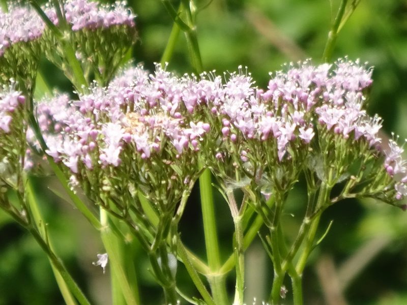 Valeriana pyrenaica, photographed by jvilla