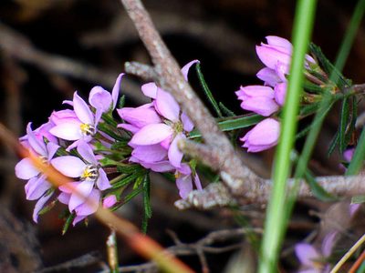 Boronia pilosa, photographed by Thomas Nataprawira