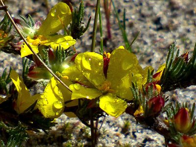 Hibbertia prostrata, photographed by Thomas Nataprawira