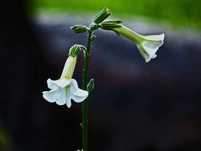 Nicotiana suaveolens, photographed by Thomas Nataprawira