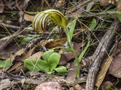 Pterostylis truncata, photographed by Thomas Nataprawira