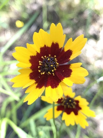 Coreopsis wrightii, photographed by lanechaffin