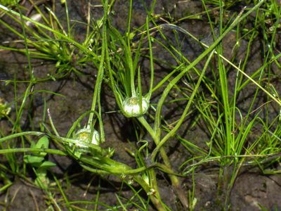 Myriocephalus rhizocephalus, photographed by Thomas Nataprawira