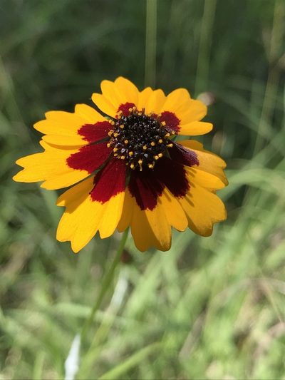 Coreopsis wrightii, photographed by lanechaffin