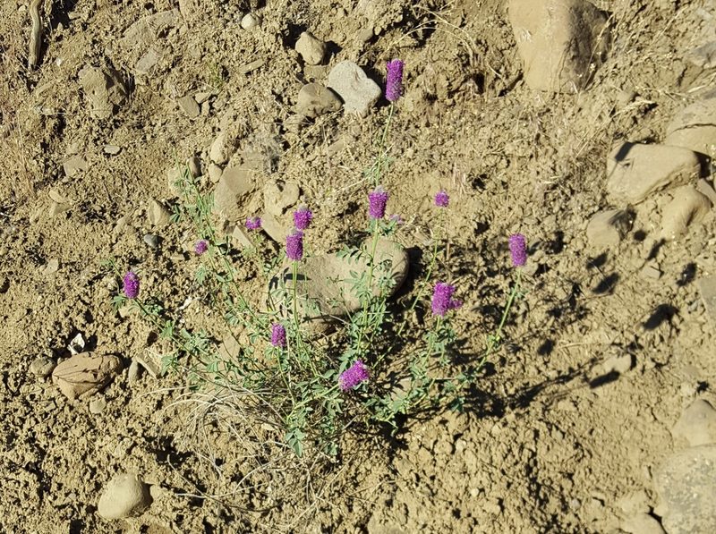 Dalea ornata, photographed by Alex Abair
