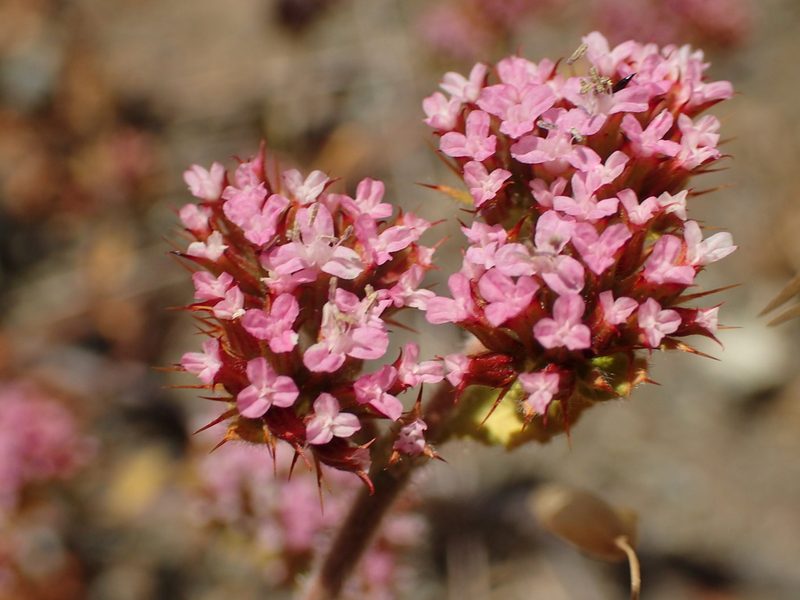 Chorizanthe obovata, photographed by George Williams