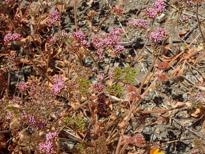 Chorizanthe obovata, photographed by George Williams