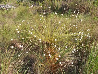 Paepalanthus chiquitensis, photographed by Fábio Olmos