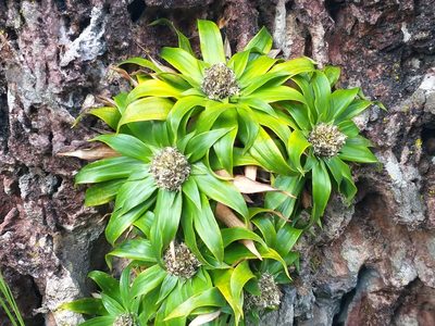 Navia acaulis, photographed by Fábio Olmos