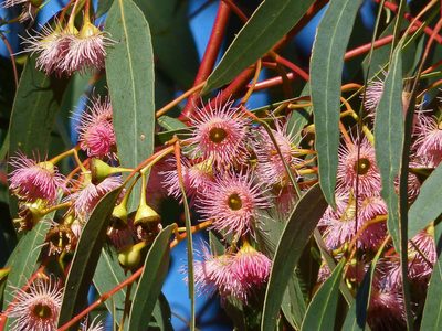 Eucalyptus tricarpa, photographed by Thomas Nataprawira