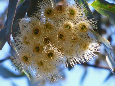 Eucalyptus tricarpa, photographed by Thomas Nataprawira