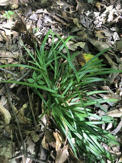 Carex abscondita, photographed by John Kees