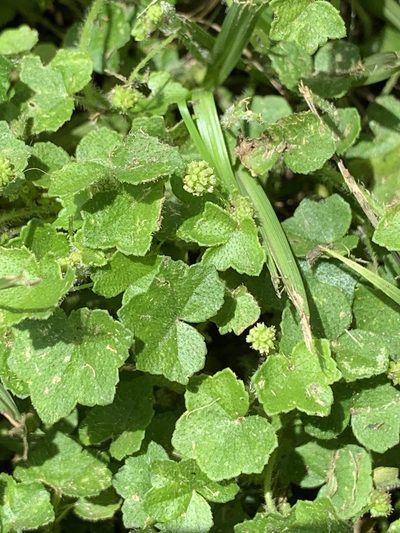 Hydrocotyle bowlesioides, photographed by Laura Clark