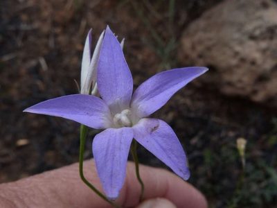 Wahlenbergia luteola, photographed by Thomas Nataprawira