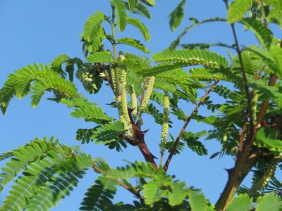 Mimosa costenya, photographed by Alexis López Hernández