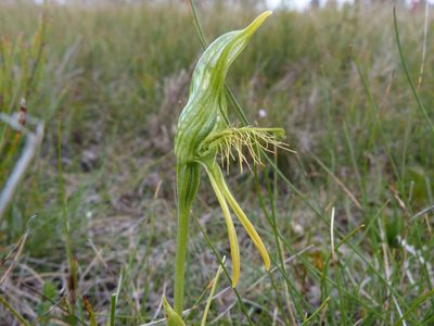 Pterostylis plumosa, photographed by Thomas Nataprawira
