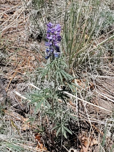 Lupinus caudatus, photographed by Craig Martin