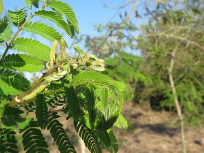 Mimosa costenya, photographed by Alexis López Hernández