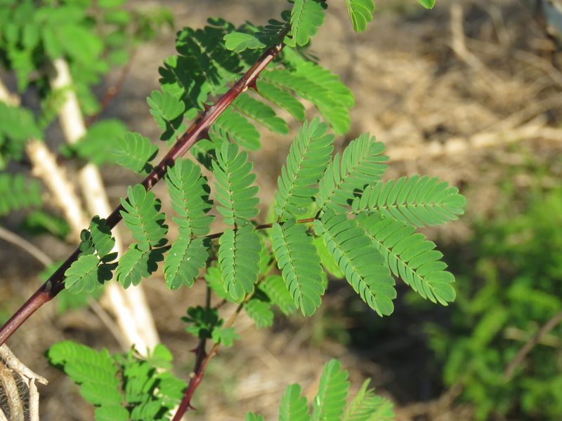 Mimosa costenya, photographed by Alexis López Hernández