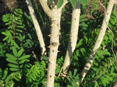 Mimosa costenya, photographed by Alexis López Hernández
