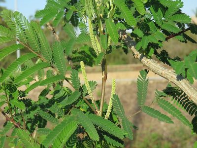 Mimosa costenya, photographed by Alexis López Hernández