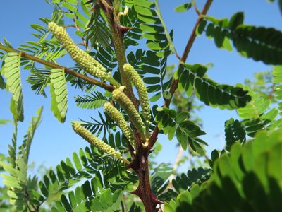 Mimosa costenya, photographed by Alexis López Hernández