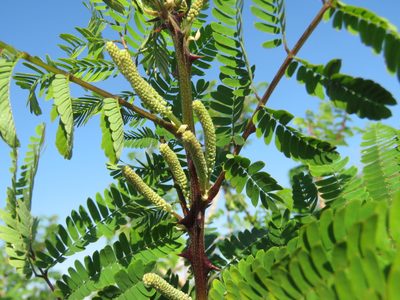 Mimosa costenya, photographed by Alexis López Hernández
