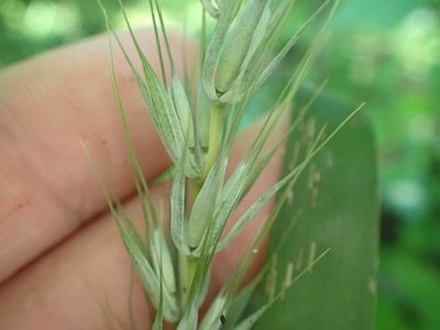 Elymus macgregorii, photographed by John Abrams