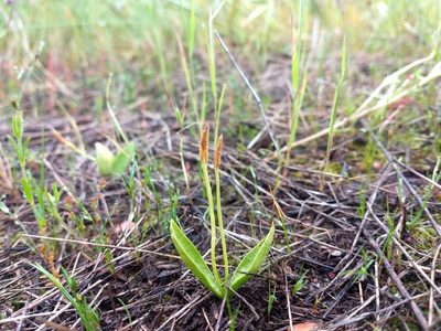 Ophioglossum californicum, photographed by sdash