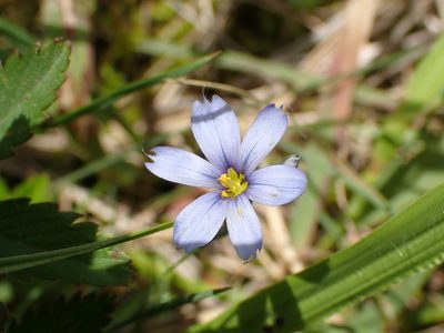 Sisyrinchium atlanticum, photographed by John Abrams