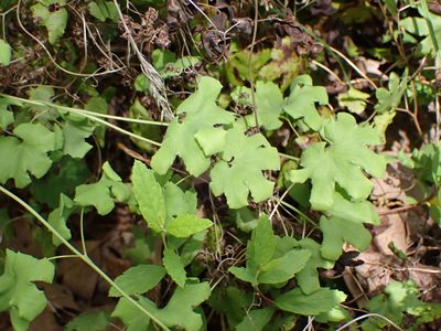 Lygodium palmatum, photographed by John Abrams