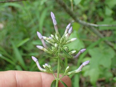 Phlox maculata, photographed by John Abrams