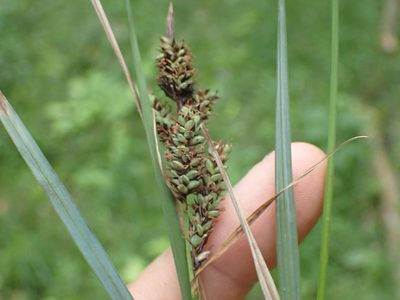 Carex buxbaumii, photographed by John Abrams