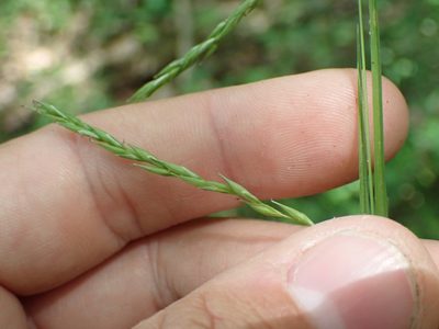 Carex debilis, photographed by John Abrams