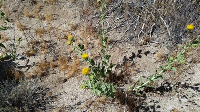 Geraea viscida, photographed by Millie Basden