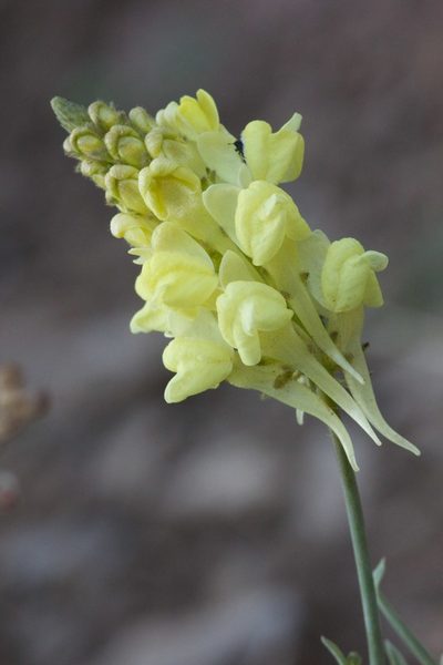 Linaria peloponnesiaca, photographed by Matteo Piccinini