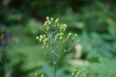 Caulophyllum robustum, photographed by 들꽃ㅅr랑