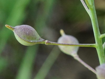 Camelina microcarpa, photographed by Patrick Hacker