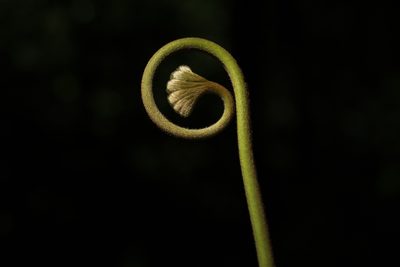 Dipteris conjugata, photographed by 國立臺灣博物館