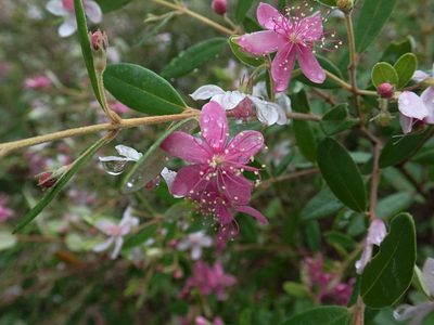 Lithomyrtus obtusa, photographed by coenobita