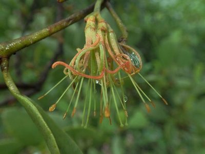 Amyema villiflora, photographed by coenobita